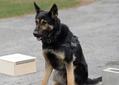 View our Canine Photo Gallery page